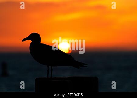 Silhouette eines Möwen, die bei Sonnenuntergang auf einem Zaun sitzt. Warmer orangefarbener Himmel leuchtet hinter dem Horizont. Das Meer spiegelt die goldenen Töne der untergehenden Sonne wider. Ruhige Gewässer Stockfoto