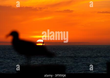 Silhouette eines Möwen, die bei Sonnenuntergang auf einem Zaun sitzt. Warmer orangefarbener Himmel leuchtet hinter dem Horizont. Das Meer spiegelt die goldenen Töne der untergehenden Sonne wider. Ruhige Gewässer Stockfoto