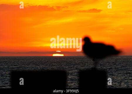 Silhouette eines Möwen, die bei Sonnenuntergang auf einem Zaun sitzt. Warmer orangefarbener Himmel leuchtet hinter dem Horizont. Das Meer spiegelt die goldenen Töne der untergehenden Sonne wider. Ruhige Gewässer Stockfoto