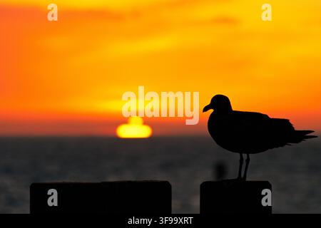 Silhouette eines Möwen, die bei Sonnenuntergang auf einem Zaun sitzt. Warmer orangefarbener Himmel leuchtet hinter dem Horizont. Das Meer spiegelt die goldenen Töne der untergehenden Sonne wider. Ruhige Gewässer Stockfoto