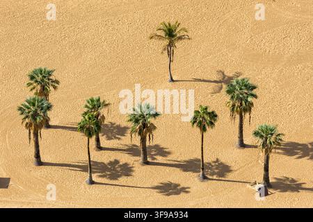 Palmen am Strand Playa de las Teresitas Urlaub auf der Insel Teneriffa Reisen in Spanien Stockfoto