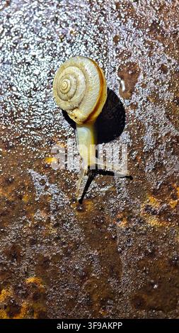 Eine kleine blassgelbe Schnecke mit gestreifter Spiralschale, die langsam auf rauem gesprenkelten Boden kriecht, Makroaufnahme mit feinen Details, die den Atem der Natur zeigt Stockfoto
