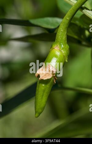 Kleine rote Paprika beginnt zu wachsen und wird eine scharfe rote Chilischote werden Stockfoto
