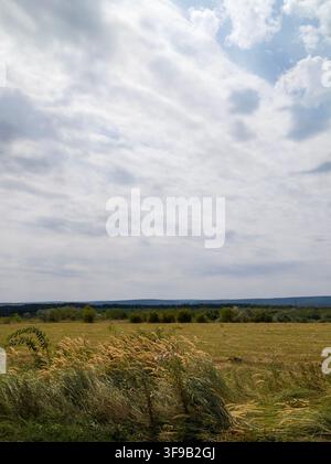 Grünes Feld und hohes goldenes Gras, das im Wind unter einem weiten bewölkten Himmel weht Stockfoto