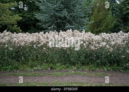 Kriechender Distel (Cirsium arvense) mit Samen auf The Meadows, Edinburgh, Schottland, UK. Stockfoto