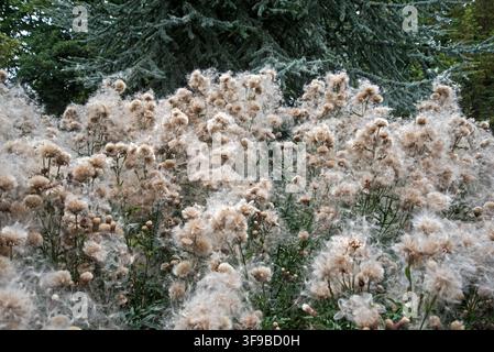 Kriechender Distel (Cirsium arvense) mit Samen auf The Meadows, Edinburgh, Schottland, UK. Stockfoto