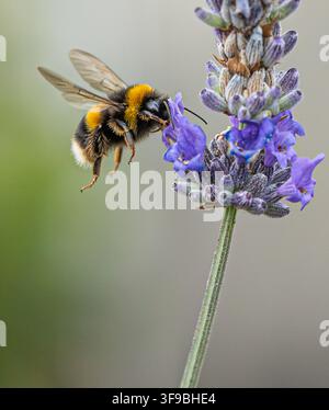 Gartenbiene, die auf einer Lavendelpflanze landet Stockfoto