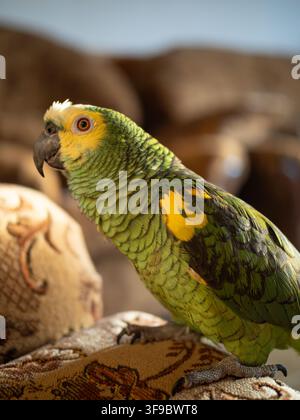 Der türkisfarbene amazonas-Papagei (Amazona aestiva) ist frei beweglich. Netter grüner Vogel auf roter Couch. Nahaufnahme. Stockfoto