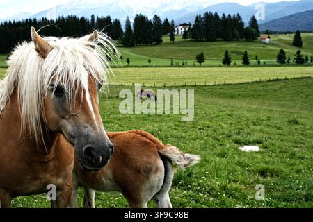 Haflinger-Stute und Fohlen grasen auf der grünen Almweide des Cansiglio-Plateaus, Veneto, Norditalien Stockfoto