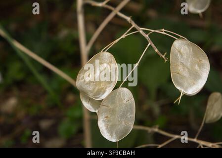 Nahaufnahme von trockenen Samenkapseln der Silber-Dollar-Pflanze, die im weichen Licht eine zarte Iridiszenz und Venenstrukturen zeigen. Stockfoto