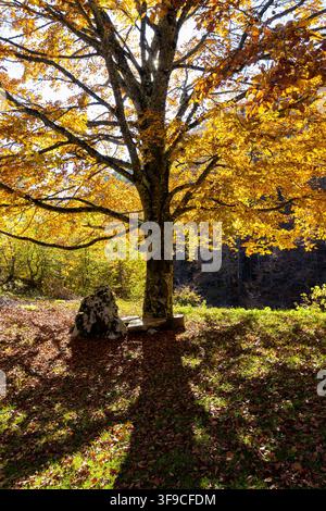 Mächtige Rotbuche, die im Herbst einen langen Schatten auf gefallene Blätter wirft, mit einer Holzbank an ihrem Fuß in Norditalien. Stockfoto