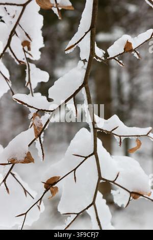 Nahaufnahme von Buchenbaumzweigen und trockenen Blättern, die im Winter mit frischem weißem Schnee bedeckt sind, Norditalien Stockfoto