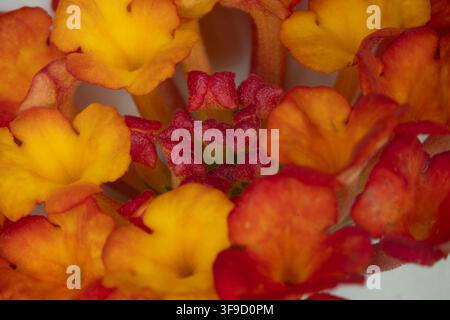 Buntes Blumenbeet im Siegener Schlossgarten in äußerster Nähe Stockfoto
