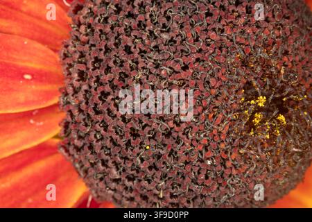 Buntes Blumenbeet im Siegener Schlossgarten in äußerster Nähe Stockfoto