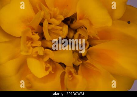 Buntes Blumenbeet im Siegener Schlossgarten in äußerster Nähe Stockfoto