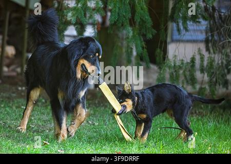 Erwachener Hovawart-Hund und weiblicher Böhmischer Schäferhund-Welpe spielen im Gras Tauziehen mit einem Beißschläuche, Haushund Canis lupus familiaris. Stockfoto
