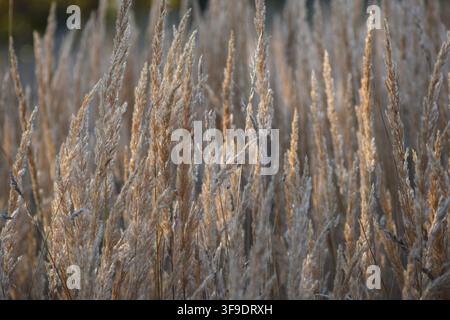 goldbraune Wildgräser leuchten im warmen Sonnenlicht Stockfoto