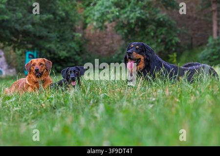 Zwei Mischlingshunde und ein Hovawart Canis lupus familiaris entspannen sich friedlich im Freien. Stockfoto