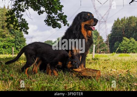 Erwachener Hovawart-Hund steht mit einem weiblichen Böhmischen Schäferhund-Welpen neben einem Holzstamm auf einer Wiese, Haushund Canis lupus familiaris. Stockfoto