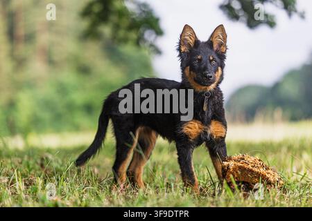 Porträt eines weiblichen Bohemian Shepherd-Welpen (Canis lupus familiaris), der stolz in einer grasbewachsenen Wiese neben einem kleinen Holzstamm steht Stockfoto