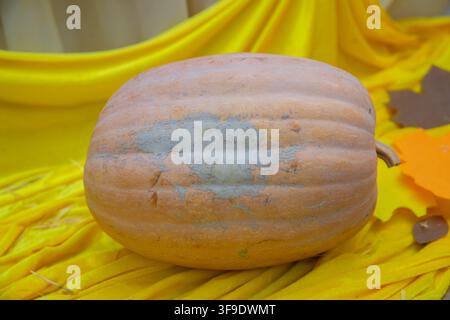 Perfekte Nahaufnahme eines rustikalen Motivs für Thanksgiving-Hintergründe, Erntethema im Herbst und landwirtschaftliche Konzepte. Großer reifer Kürbis ruht auf einem lebhaften Stockfoto