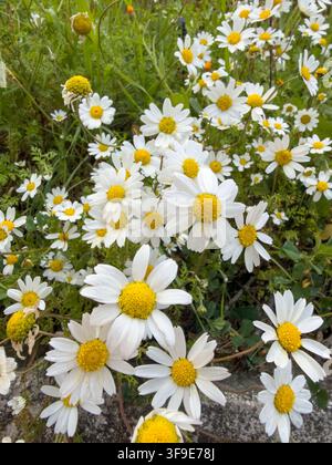 Ein dichter Büschel weißer Wildblumen mit hellgelben Mittelpunkten erhebt sich zwischen Gräsern und belaubtem Grün in einer lebendigen Frühlingswiese Stockfoto