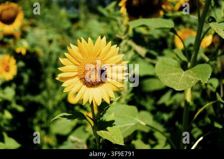 Heller gelber Sonnenblumen mit einer Hummel, die Pollen und Nektar in einem sonnigen Sommergarten sammelt. Stockfoto