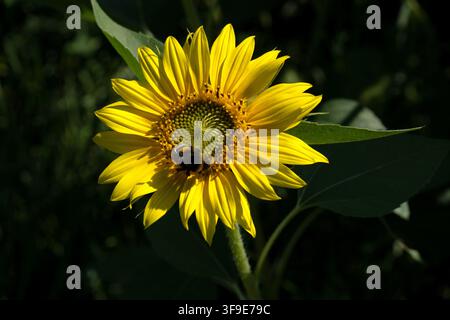 Heller gelber Sonnenblumen mit einer Hummel, die in warmem Sonnenlicht Pollen und Nektar sammelt, vor dunklem grünem Hintergrund. Stockfoto
