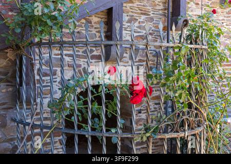 Rote Rosen an der Reichsburg aus dem 19. Jahrhundert in Cochem, Deutschland Stockfoto