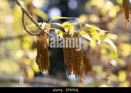 Rotbuche (lat. Quercus rubra) blüht, Blütenstände blühen. Die Rotbuche (lat. Quercus rubra) ist ein Baum, eine Art der Gattung Eiche der Familie der Buchengewächse Stockfoto
