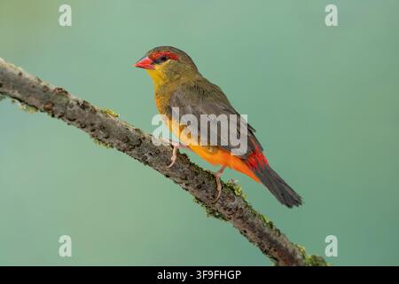 Orangenreiher Wachsschnabel, Amandava subflava Stockfoto