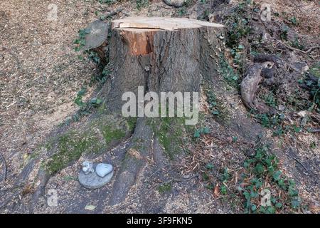 Trauer gefällter Baum Aachen, 14.08.2026: Trauerbekundung von Anwohnern, möglicherweise Kindern, für einen gefällten Baum im Johannisbachtal. Aachen Johannisbachtal NRW Deutschland *** Trauer für einen gefällten Baum, Aachen, 14. August 2026: Anwohner, möglicherweise Kinder, drücken ihre Trauer über einen gefällten Baum im Johannisbachtal in Aachen, Johannisbachtal, Nordrhein-Westfalen, Deutschland aus Stockfoto
