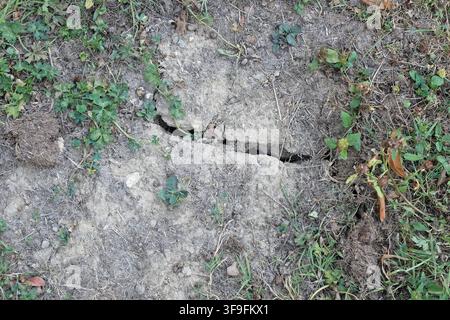 Trockenrisse Boden Aachen, 14.08.2026: Verdorrte Grasnarbe und Boden mit Trockenrissen infolge der anhaltenden Dürre. Wiesenfläche der RWTH in Melaten. Aachen Melaten/ RWTH-Gelände NRW Deutschland Stockfoto