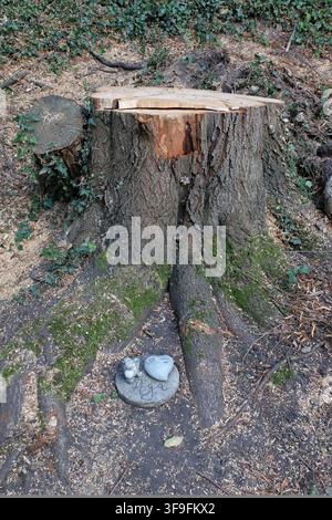 Trauer gefällter Baum Aachen, 14.08.2026: Trauerbekundung von Anwohnern, möglicherweise Kindern, für einen gefällten Baum im Johannisbachtal. Aachen Johannisbachtal NRW Deutschland *** Trauer für einen gefällten Baum, Aachen, 14. August 2026: Anwohner, möglicherweise Kinder, drücken ihre Trauer über einen gefällten Baum im Johannisbachtal in Aachen, Johannisbachtal, Nordrhein-Westfalen, Deutschland aus Stockfoto