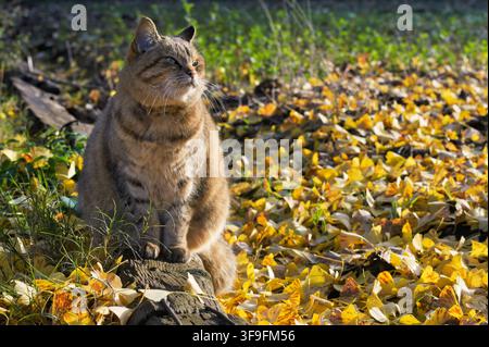 Japanischer getigerter Kater sitzt zwischen gefallenen Ginkgoblättern im Herbst Stockfoto