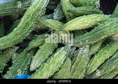Bitterer Melon, Momordica charantia Stockfoto