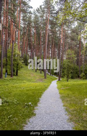 Schotterweg windet sich durch einen üppigen grünen Wald mit hohen Kiefern und lebendigem Unterholz in einer ruhigen natürlichen Umgebung Stockfoto