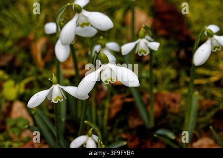 Galanthus nivalis, die schneeglöckchen oder gemeinsamen Schneeglöckchen, ist das bekannteste und am weitesten verbreitete der 20 Arten in der Gattung, Galanthus. Stockfoto