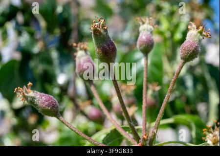 Junge Apfelfrüchte auf Obstbaumbaum, entwickeln Äpfel mit verschrumpelten Blütenresten, grüne Blätter und unbeleuchteter Gartenhintergrund aus nächster Nähe Stockfoto