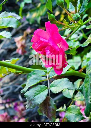 Rosa Rose mit Biene, die die Blume im Garten bestäubt Stockfoto