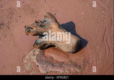 Nahaufnahme eines rustikalen, strukturierten Stücks alten Holzes, das an einer einzigartigen roten Sandküste angespült wurde, und das natürliche Erosion und Muster zeigt Stockfoto