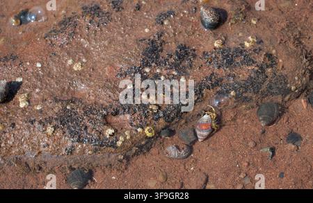 Eine Hochwinkel-Aufnahme aus nächster Nähe zeigt einen kleinen Einsiedlerkrebs, der aus seinem farbenfrohen Gehäuse auf nassem, rotem Schlamm und Sand im Burntcoat Head Park emerges. Stockfoto