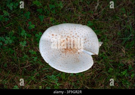 Eine Hochwinkel-Aufnahme von oben eines großen weißen giftigen Pilzkaps mit braunen konzentrischen Schuppen, der natürlich inmitten von grünem Gras wächst. Stockfoto