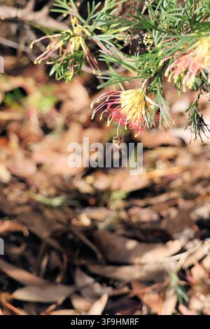Europäische Honigbiene (Apis mellifera), die an einer Grevillea-Blüte hängt, um Nektar zu sammeln, Südaustralien Stockfoto