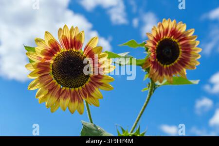 Zwei bicolor gewöhnliche Sonnenblumen (Helianthus annuus) mit roten und gelben Blütenblättern vor einem blauen Sommerhimmel bei Carlson Orchards, Massachusetts, USA. Stockfoto