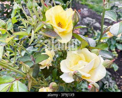 Hellgelbe Rosen und Knospen blühen auf einem grünen Strauch in einem Garten Stockfoto