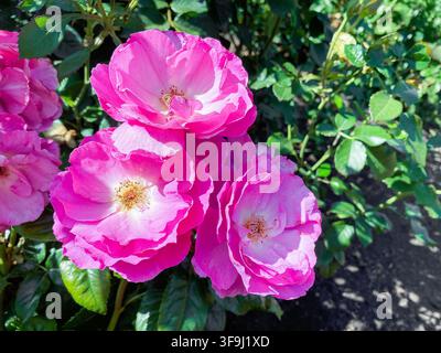 Drei leuchtend rosa Rosen in voller Blüte an einem Strauch mit grünen Blättern Stockfoto