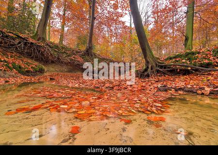 Herbstlicher Waldbach, bedeckt mit lebhaften orangefarbenen gefallenen Buchenblättern Stockfoto