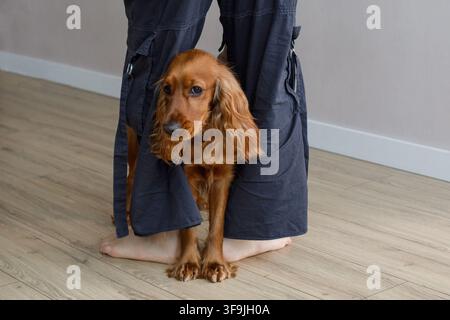 Puppy Red English Cocker Spaniel zu Hause Stockfoto