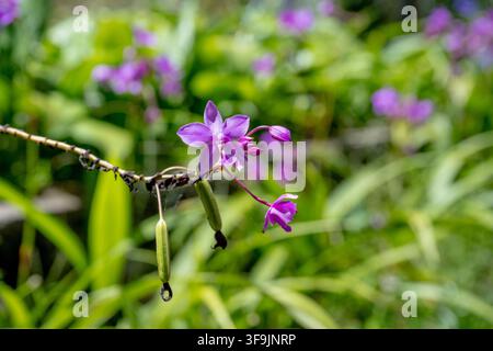 Nahaufnahme einer makroaufgenommenen, leuchtend violetten Orchideenblüte vor einem üppigen grünen Hintergrund. Stockfoto